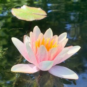 Meet your Posher, Ana